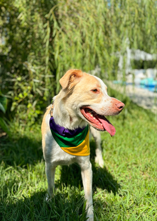Wide Panel Rugby Pet Scarf